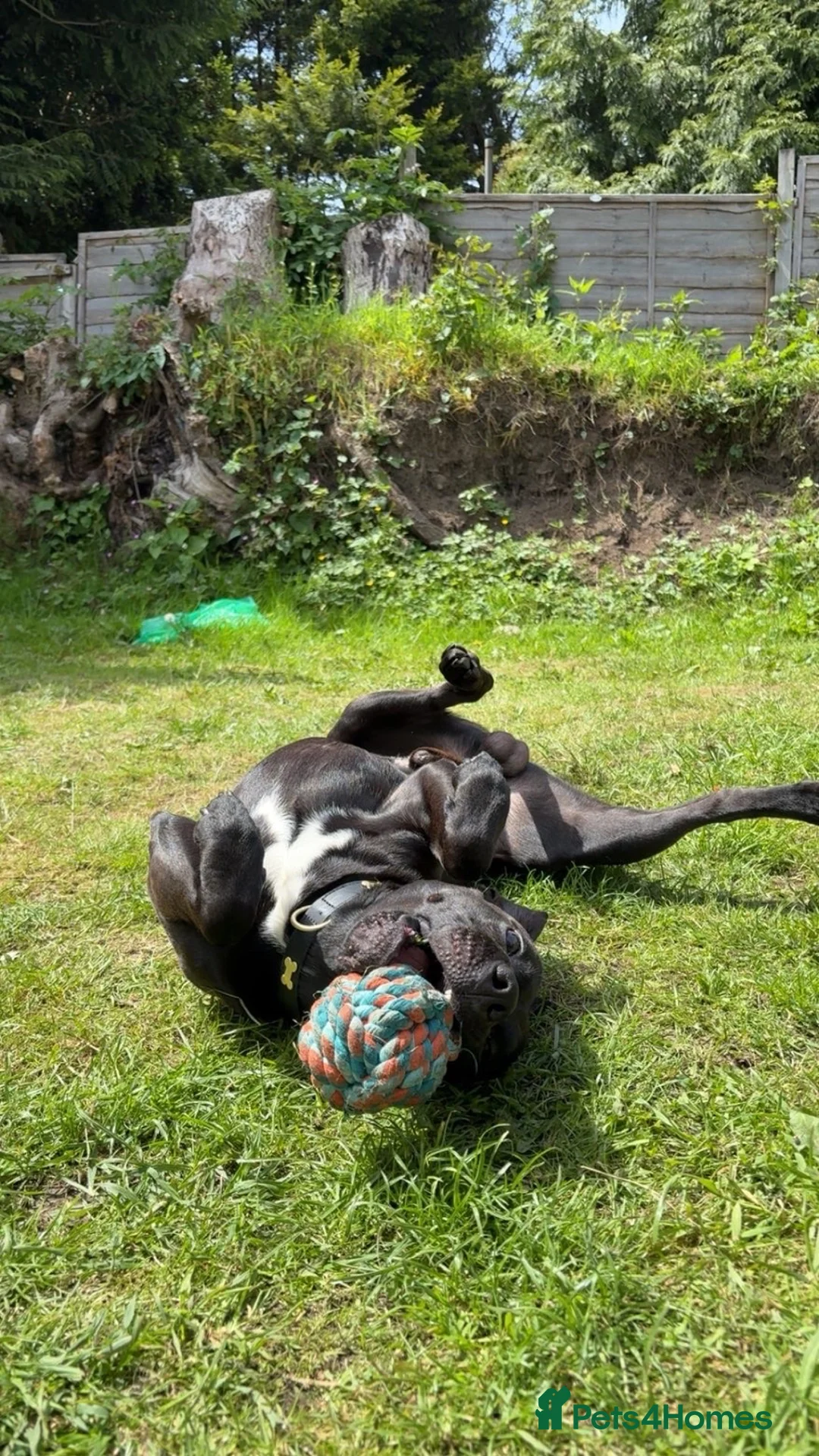 Mixed Breed dogs for sale: Raymond in Saint Austell - Advert 2