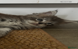 Maine Coon cats for sale: 2 xl tica active mainecoon kittens  - Image 20