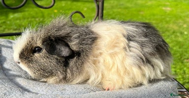 Guinea Pig rodents - Advert 11