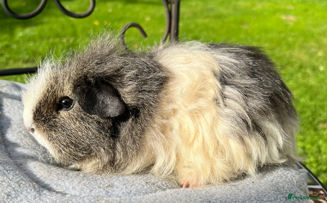Guinea Pig rodents for sale: Guinea pigs, breed- Sheltie, Coronet, Texel,Merino - Image 5