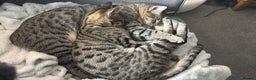 Savannah cats for sale: 2 Loving Brothers (Savannah Breed) - Advert 6
