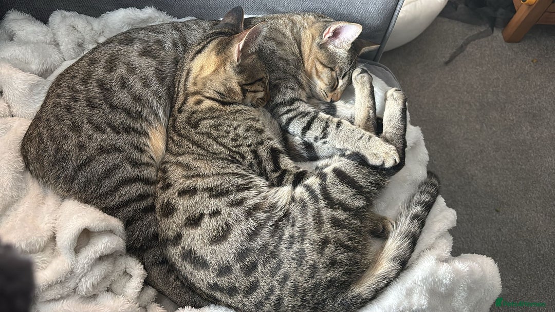 Savannah cats for sale: 2 Loving Brothers (Savannah Breed) - Advert 6