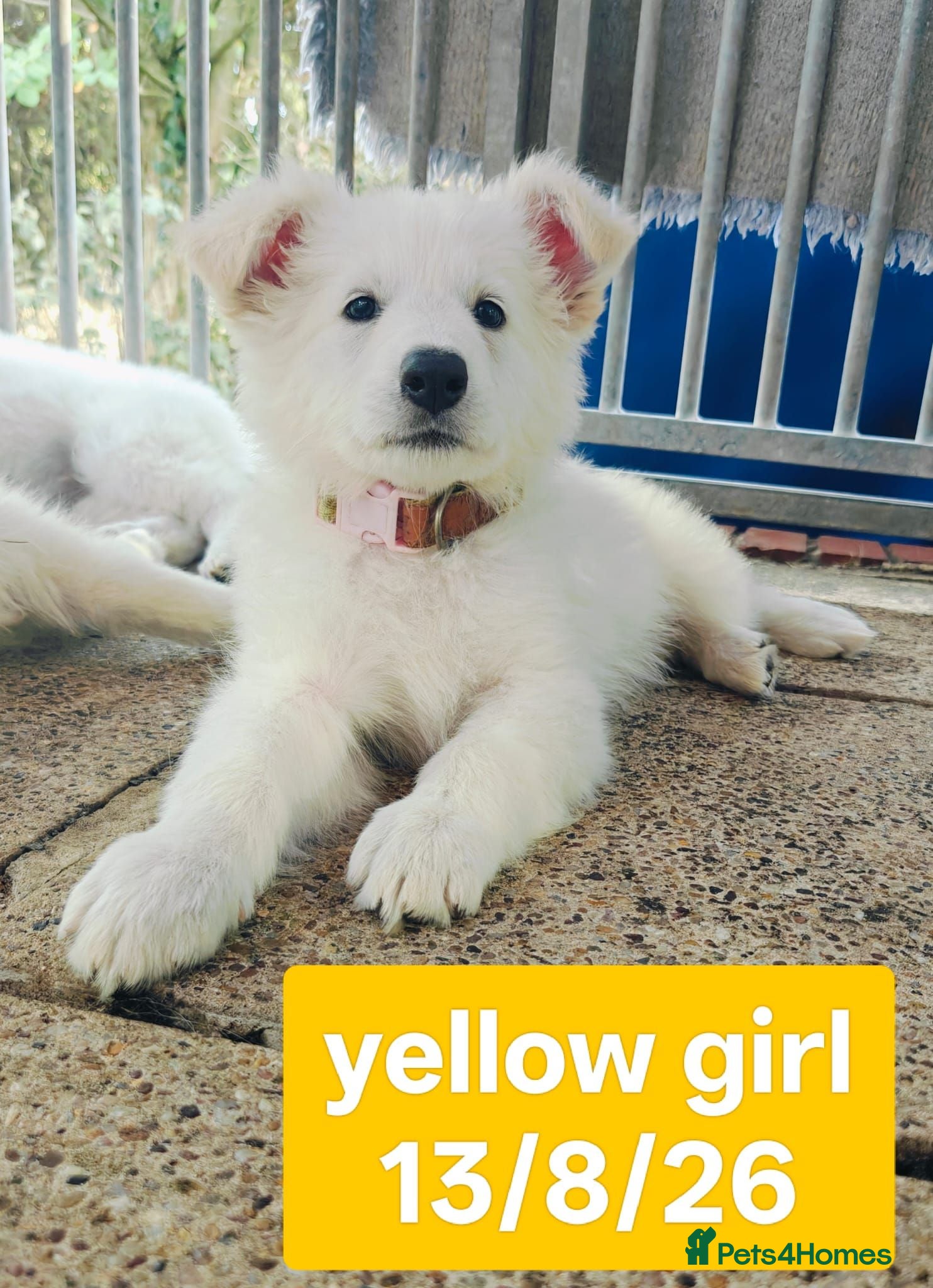 White Swiss Shepherd dogs Stunning KC reg long-coated White Swiss Shepherd - Advert 2