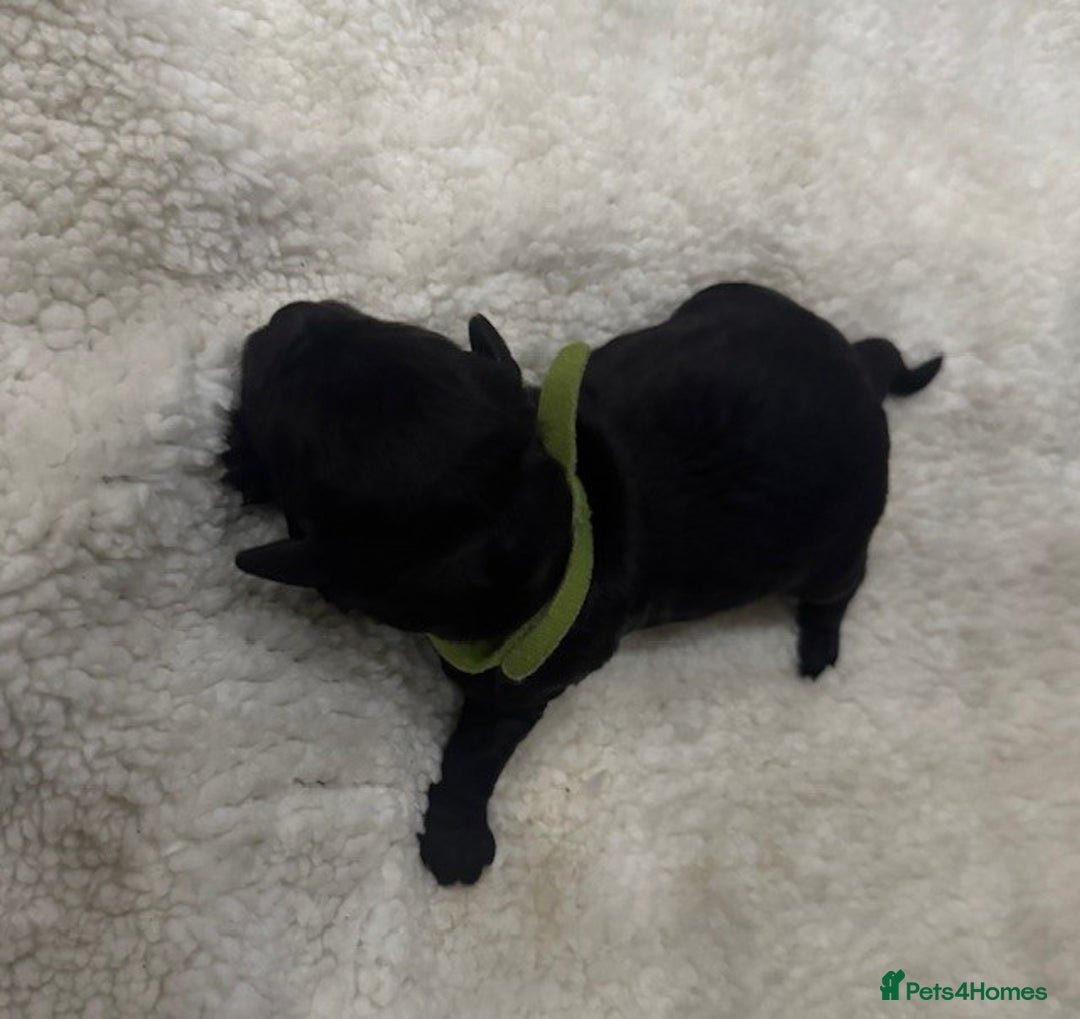 Australian Labradoodle dogs for sale: Annie's Australian Labradoodle Puppies are here! - Advert 20