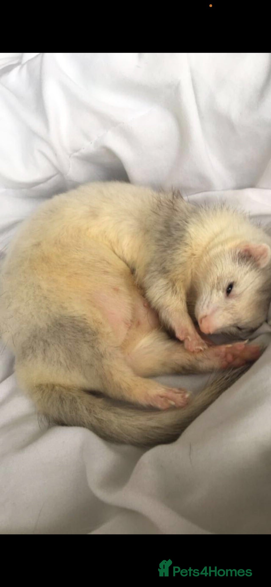 Ferret rodents Ferrets for sale  - Advert 2
