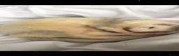 Ferret rodents for sale: Ferrets for sale  - Advert 4
