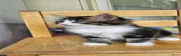 British Longhair cats for sale: Kittens  - Advert 13