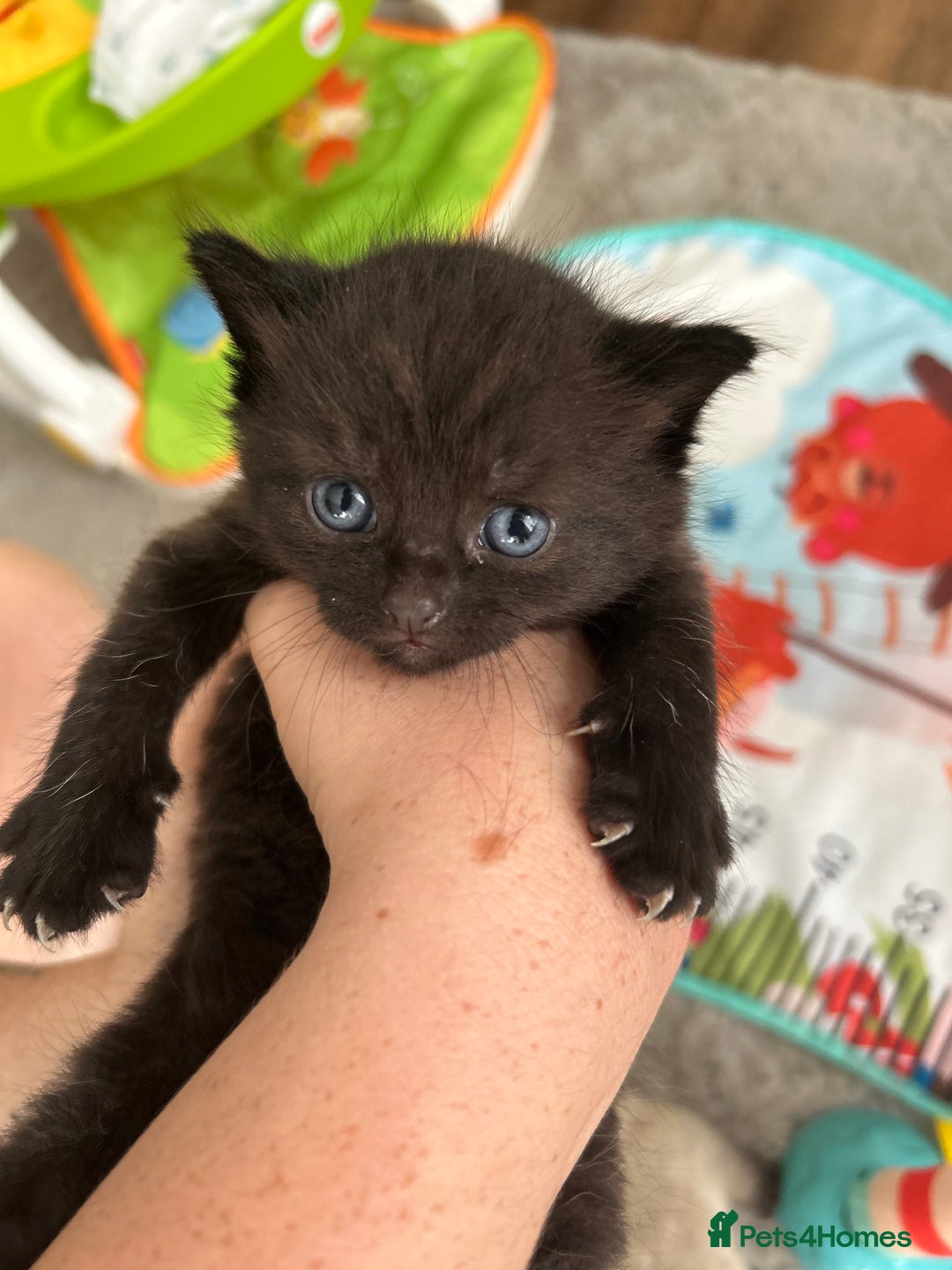 Mixed Breed cats for sale: Black kitten  - Image 1