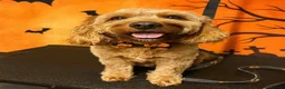 Mixed Breed dogs for sale: Cavacockpoos ready to leave now!  - Advert 6