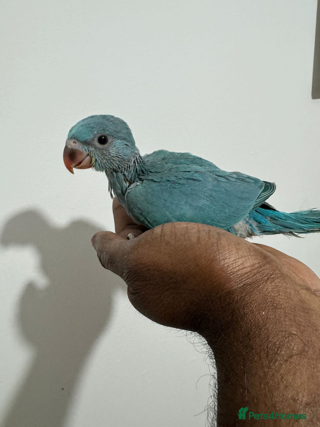 Ringnecks birds for sale: HAND REARED INDIAN RING NECK - Advert 10