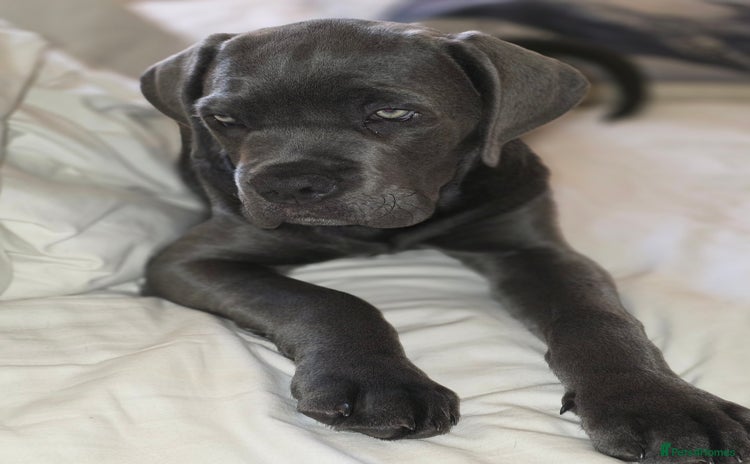 Cane Corso dogs - Advert 1