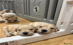 Double Doodle dogs for sale: Double doodles born 24/07/25 1 boy & 4 girls left - Image 29