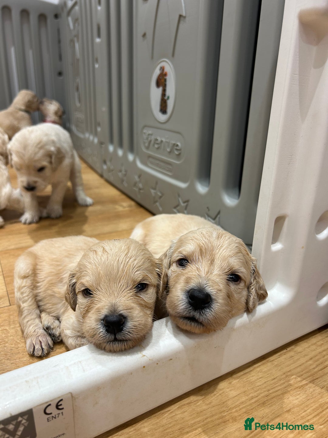Double Doodle dogs for sale: Double doodles born 24/07/25 1 boy & 4 girls left - Image 29