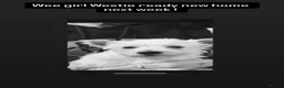 West Highland Terrier dogs for sale: Kc Westie pups  - Advert 4