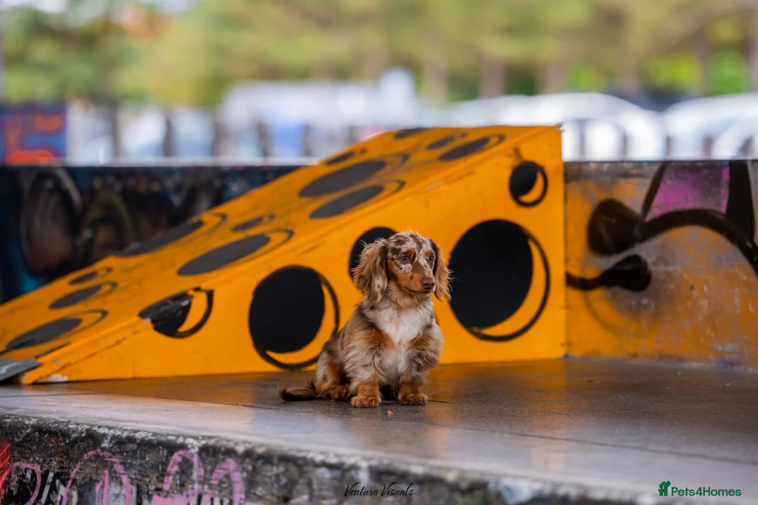 Dachshund dogs for stud: Dapple chocolate tan  in Bedford - Advert 11