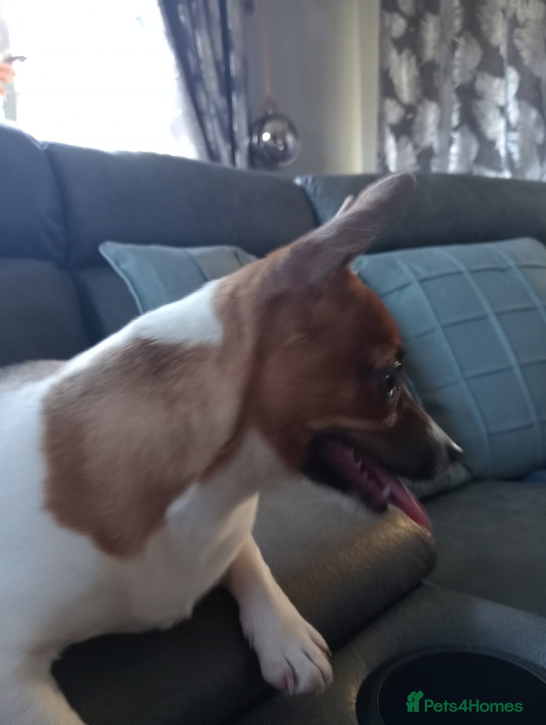 Jack Russell dogs for sale: Jack Russell  - Advert 2