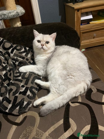 British Shorthair cats - Advert 6