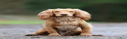 Cocker Spaniel dogs for sale: Working cocker spaniel boys  - Advert 4