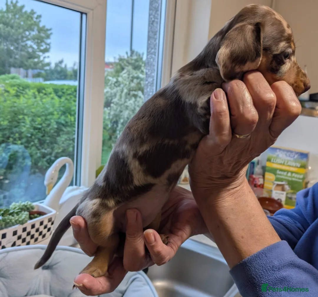 Miniature Dachshund dogs for sale: 🐶 Dachshund babies 🐶 in Alfreton - Advert 8
