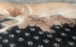 Labrador Retriever dogs for sale: Fox red Labrador - Image 9