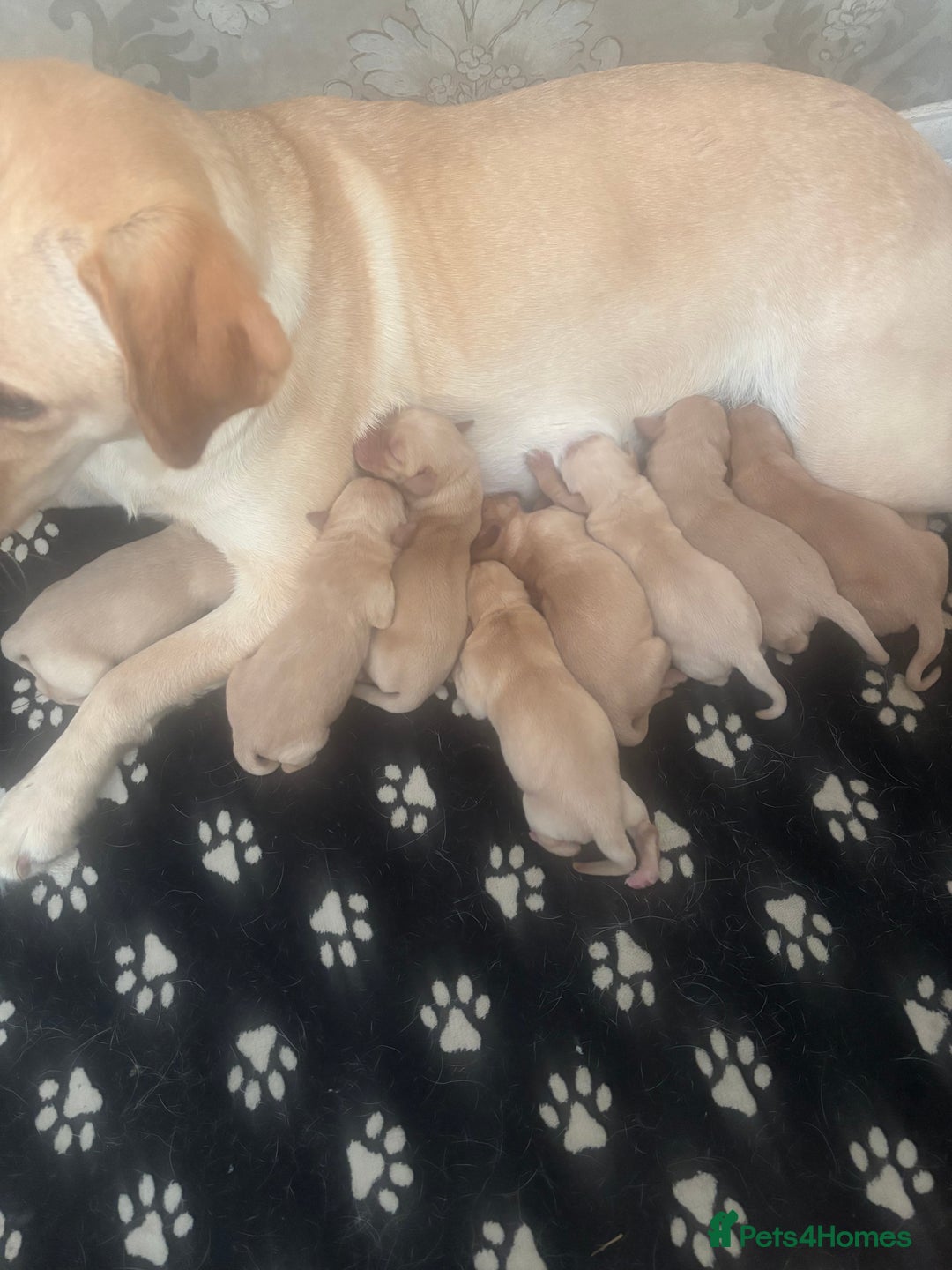 Labrador Retriever dogs for sale: Fox red Labrador - Image 9