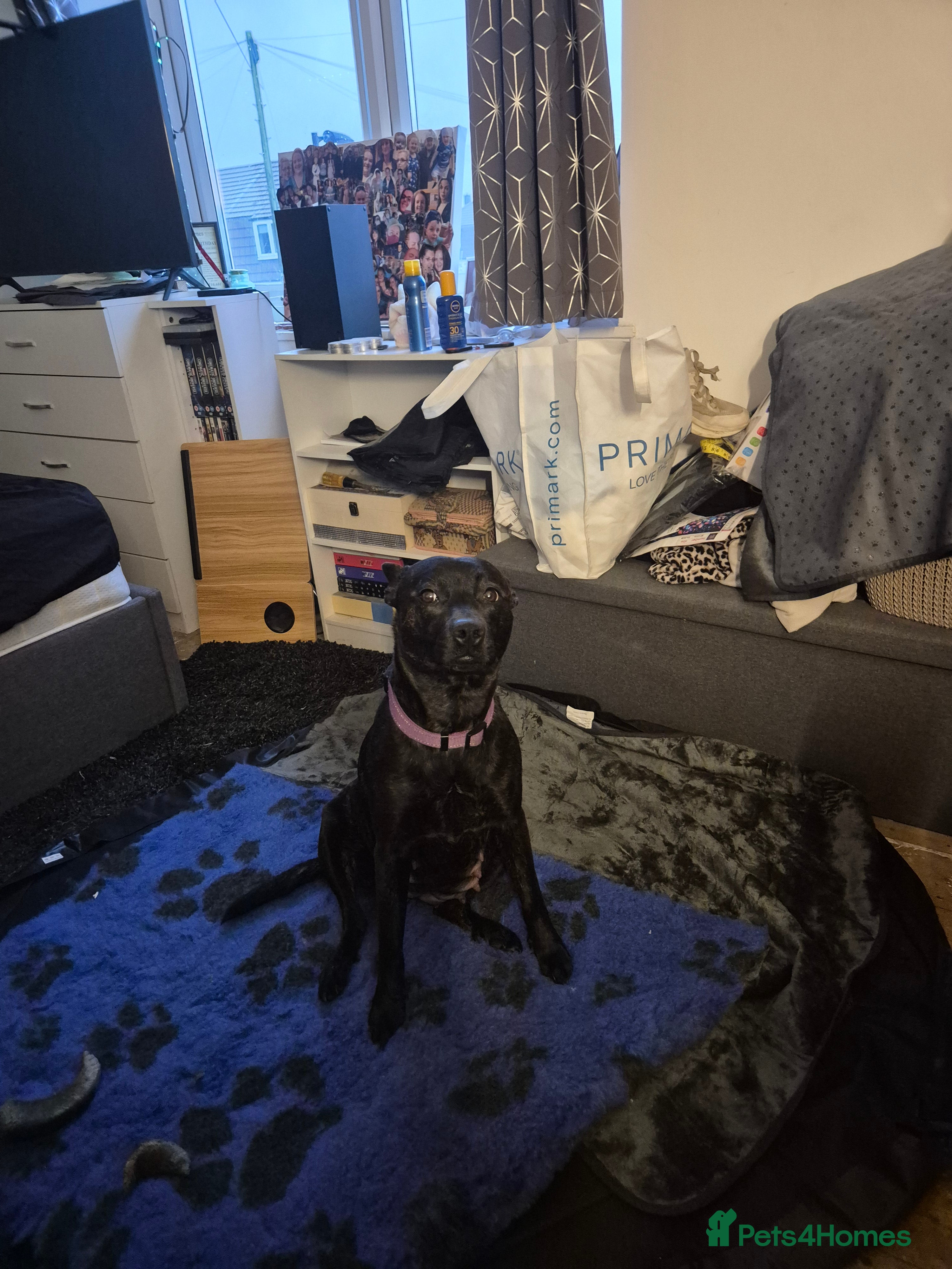 Mixed Breed dogs 8 Beautiful Puppies Looking for Forever Homes! - Advert 10