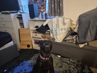 Mixed Breed dogs 8 Beautiful Puppies Looking for Forever Homes! - Advert 6