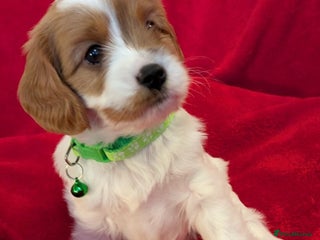 Cavapoo dogs F2 Cavapoo, Dog breeding license - Advert 2