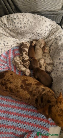 Dachshund dogs Dachshund puppies - Advert 1