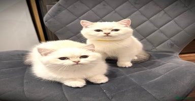Scottish Fold cats 😻Pure breed Stunning Scottish straight angels 😻 - Advert 16