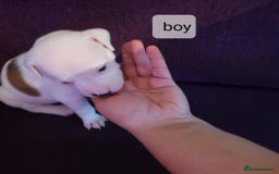 Staffordshire Bull Terrier dogs for sale: Pupici Staffordshire Bull Terrier,white verry rare - Image 9