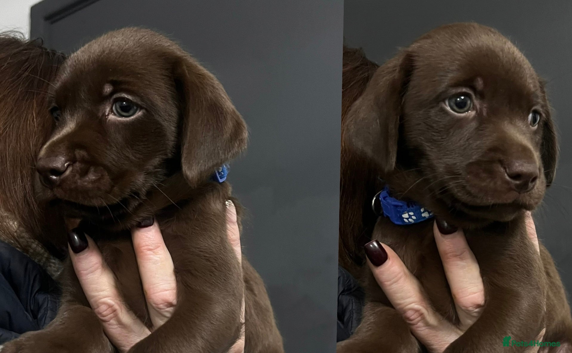 Labrador Retriever dogs 🖤🤎Superb, Kc Reg, Health Tested, Lab Pups🤎🖤 - Advert 5