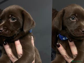 Labrador Retriever dogs 🖤🤎Superb, Kc Reg, Health Tested, Lab Pups🤎🖤 - Advert 3