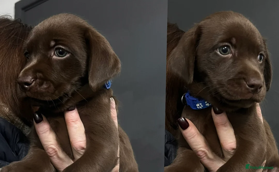 Labrador Retriever dogs for sale: 🖤🤎Superb, Kc Reg, Health Tested, Lab Pups🤎🖤 - Advert 1