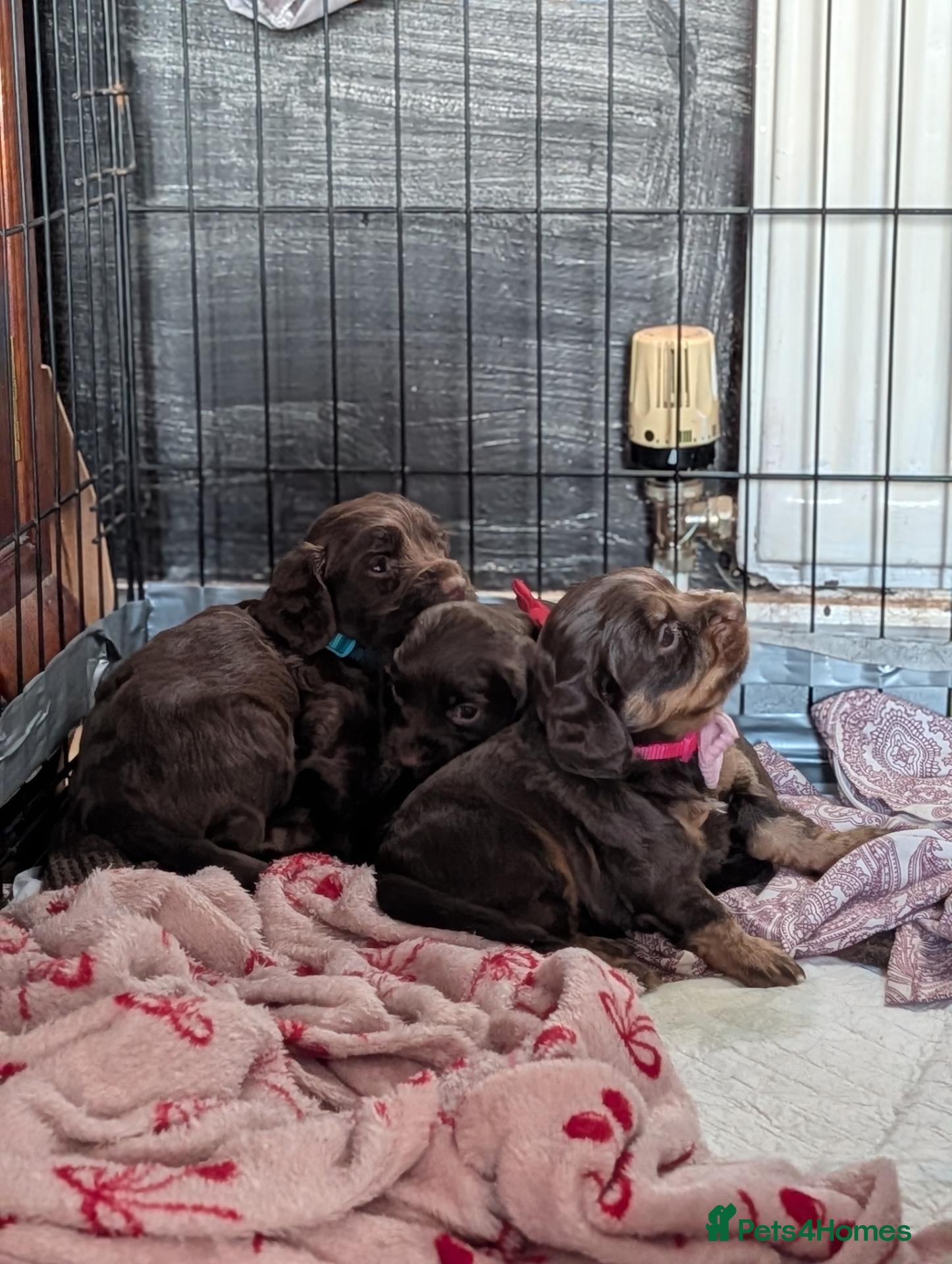 Cocker Spaniel dogs 7th Gen pure bred Cocker Spaniel pups for sale   - Advert 13