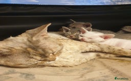 Devon Rex cats for sale: 3 Devon Rex female kittens for sale!!!🐯🐯🐯 - Image 4