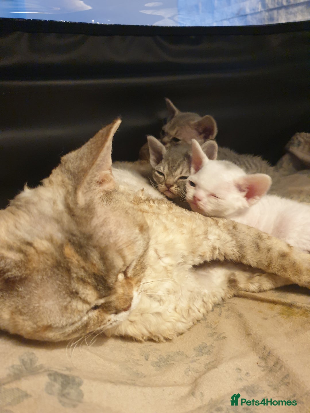 Devon Rex cats for sale: 3 Devon Rex female kittens for sale!!!🐯🐯🐯 - Image 4