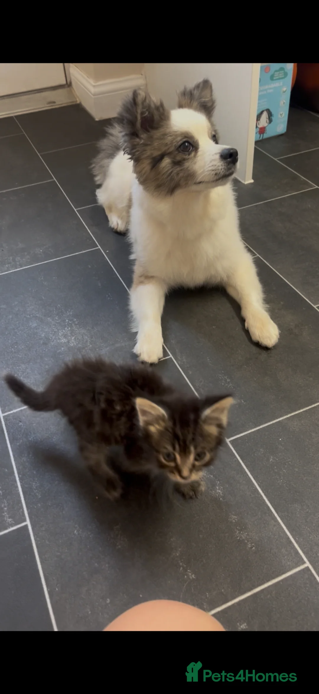 Pomsky dogs for sale: 1 year old Pomsky female snow, fully trained - Advert 9