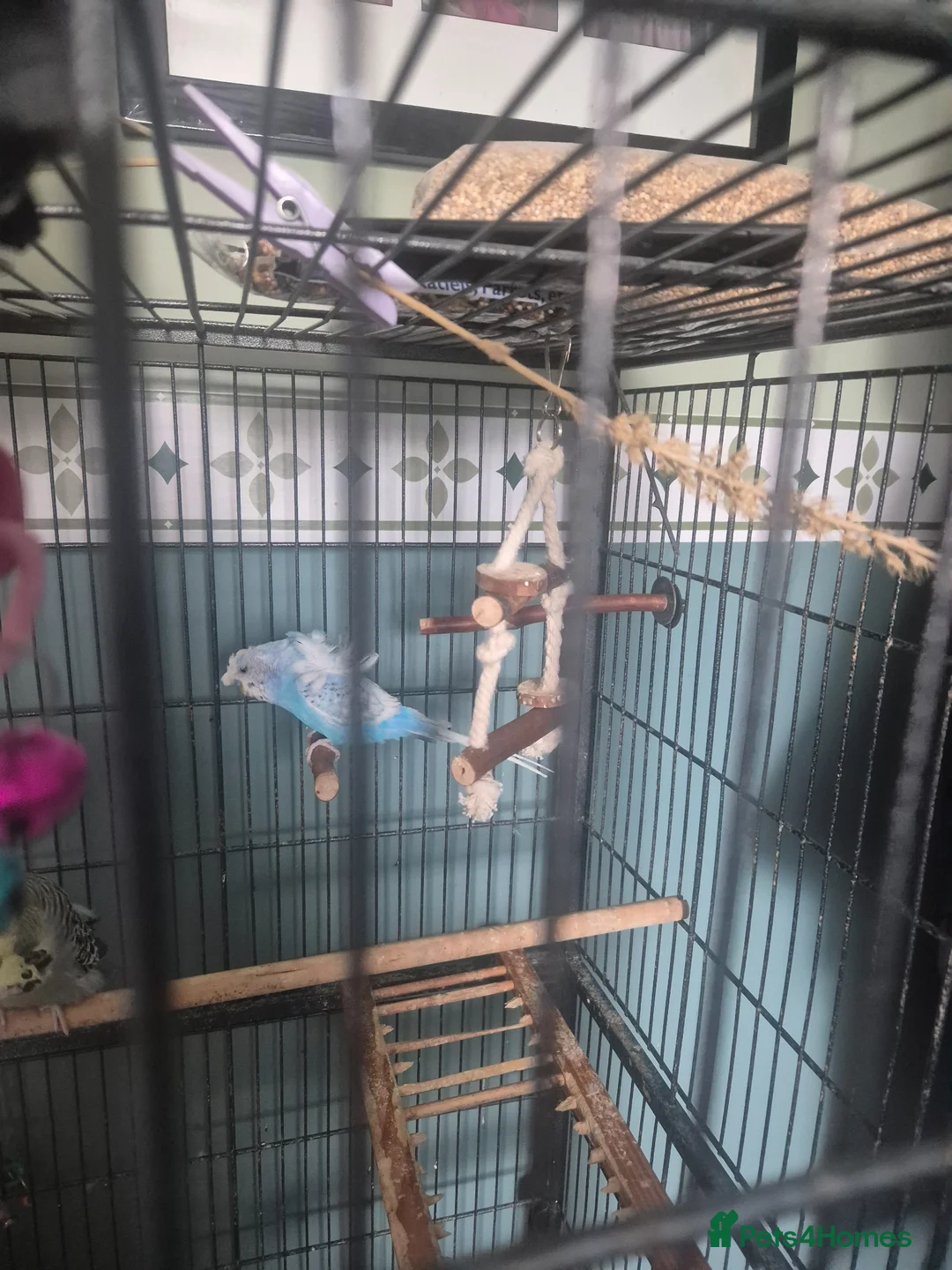 Mixed Breed birds for sale: Full set up with 4 birds  - Advert 2