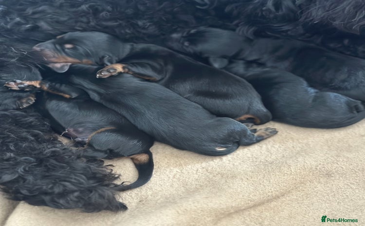 Mixed Breed dogs - Advert 1