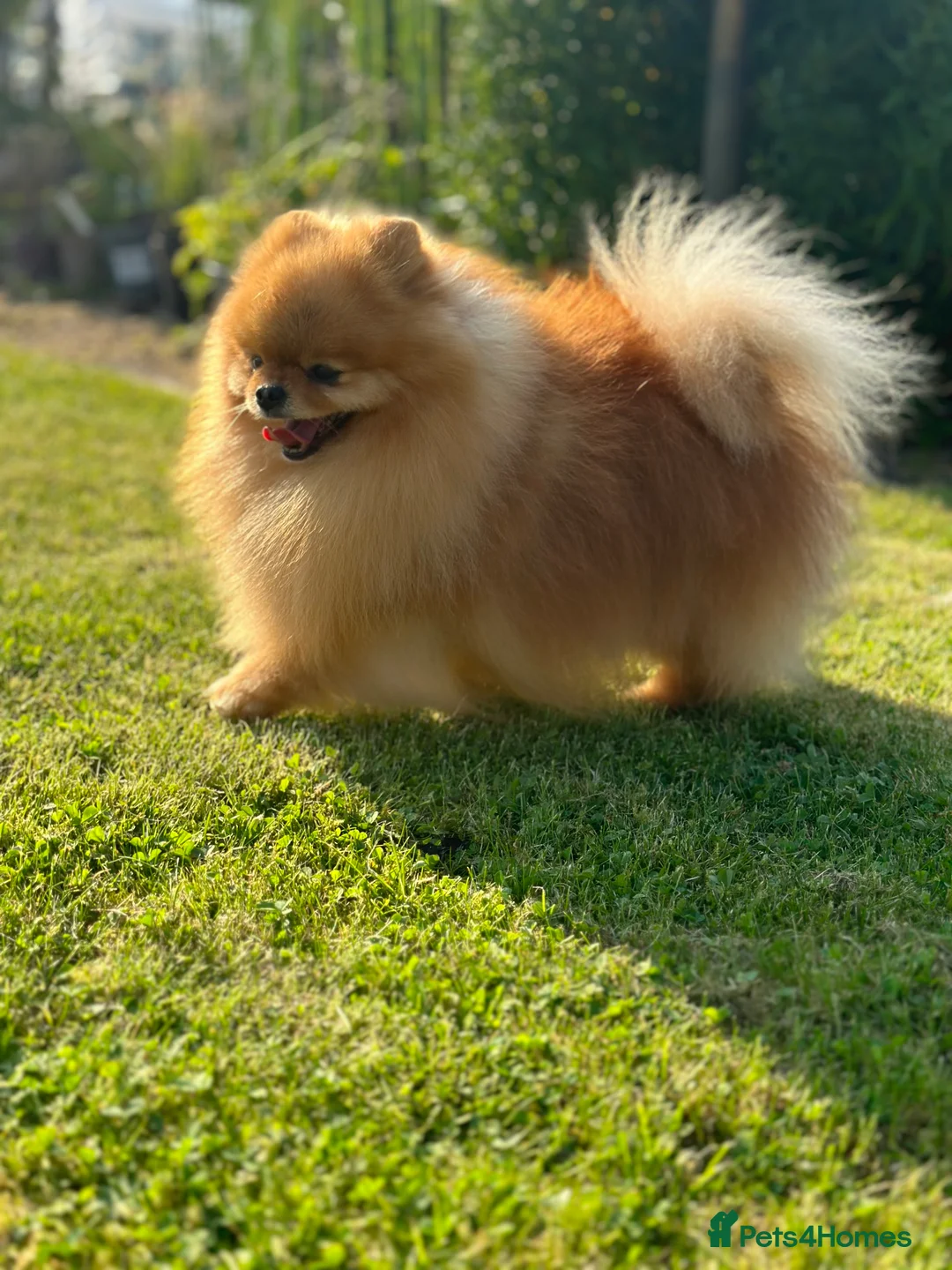Pomeranian dogs for stud: Absolutely stunning tiny orange sable stud boy in Lanark - Advert 7