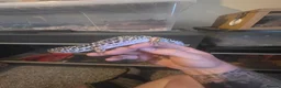 Leopard Gecko reptiles for sale: friendly leopard gecko looking for a loving home - Advert 3