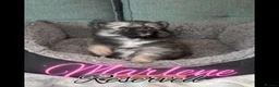 Pomeranian dogs for sale: 6 Gorgeous Pomeranian Puppies Available - 4 left - Advert 7
