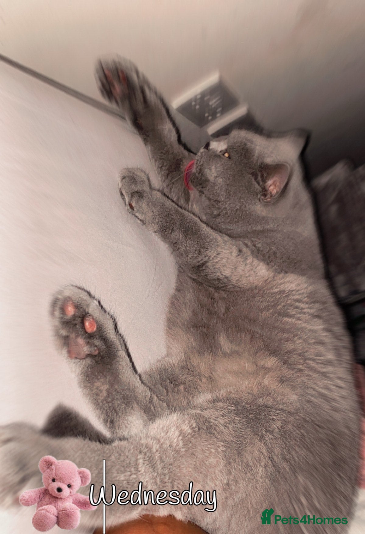 British Shorthair cats 3Year Old Male British ShortHair - Advert 4