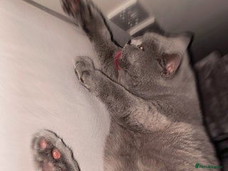 British Shorthair cats 3Year Old Male British ShortHair - Advert 1