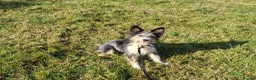 Mixed Breed dogs for sale: Fluff in Lancaster - Advert 5