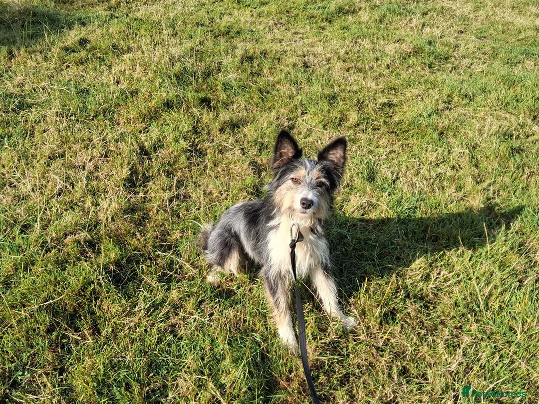 Mixed Breed dogs for sale: Fluff in Lancaster - Advert 5