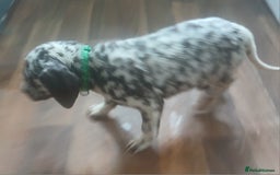 Dalmatian dogs for sale: Dalmatian Ready to home 1×girl 1× boy(£550)) - Image 22
