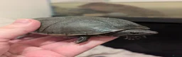 Turtle reptiles for sale: Pair of Female Musk Turtles - Terrapins - Advert 5