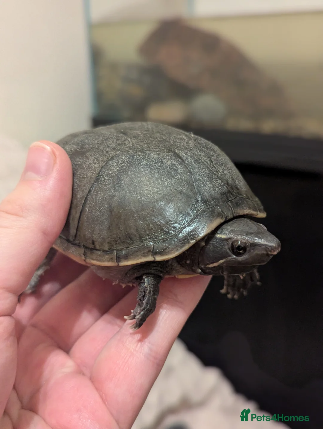 Turtle reptiles for sale: Pair of Female Musk Turtles - Terrapins - Advert 5